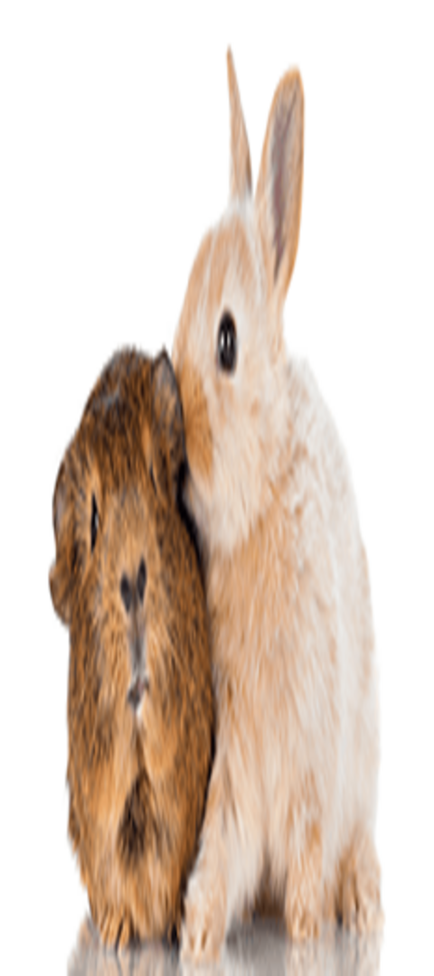 Steckbriefe Kleintier Ein Hamster und ein Hase sehr nahe beieinander