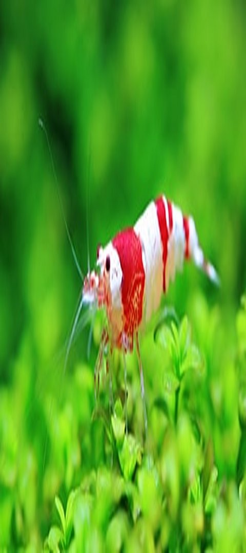 Garnele & Co. Garnele schwimmt im Wasser