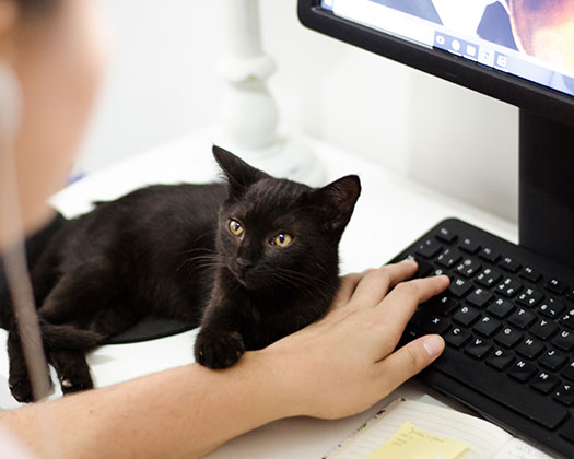 Katze vor Tastatur