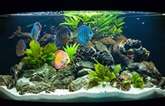 Aquarienpflege